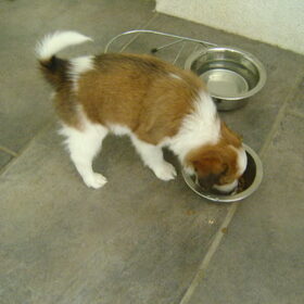 Sterre aan de puppybrokjes!!!