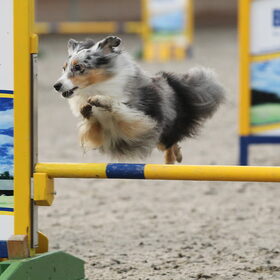 Tika @ sheltie agility wedstrijd 2010