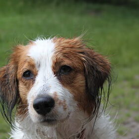 roxie