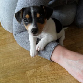 baby tibbe