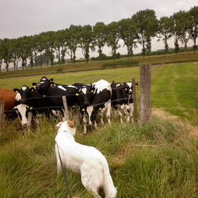 Hondenfoto van Sam,Saltarin,Muis,Zara,Terra+en Paco 