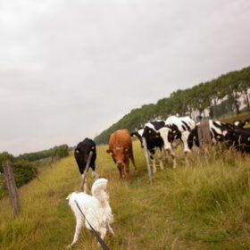 Hondenfoto van Sam,Saltarin,Muis,Zara,Terra+en Paco 