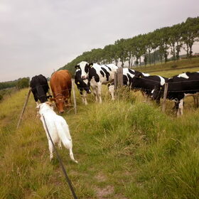 Hondenfoto van Sam,Saltarin,Muis,Zara,Terra+en Paco 