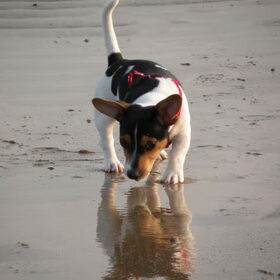 Mijn favoriete uitstapje is naar het strand gaan. Daar mag ik…