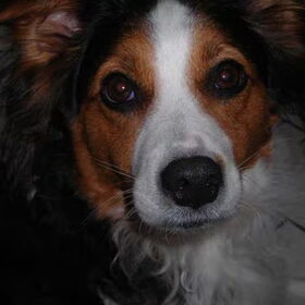 Hondenfoto van sofie