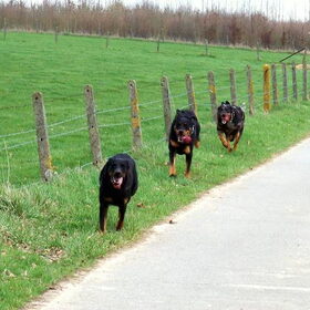 Beaucerons on the run!