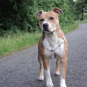 TYSON 10maanden