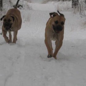 Winter 2010 was het dolle pret met die twee!
