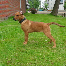 Hondenfoto van Hope & Rambo