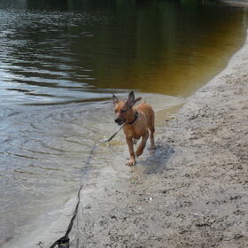 Hondenfoto van Hope & Rambo