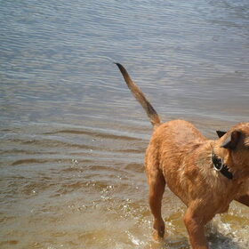 Hondenfoto van Hope & Rambo