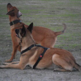 Hondenfoto van Hope & Rambo