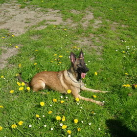 Hondenfoto van Hope & Rambo