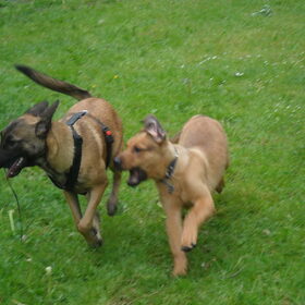 Hondenfoto van Hope & Rambo
