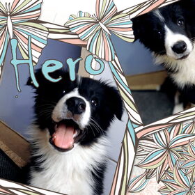 Hondenfoto van Nikki & Hero