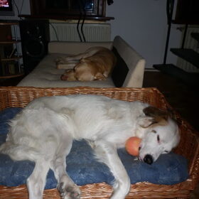 Hondenfoto van Sam,Saltarin,Muis,Zara,Terra+en Paco 