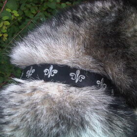 Nieuwe halsband
