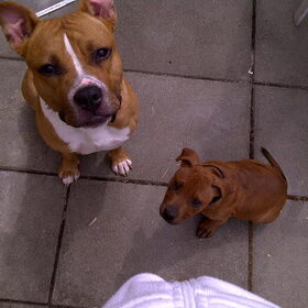 Doetjes(L)