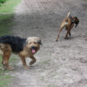 Hondenfoto van liesbeth,Turbo,Luna, Levi en Faith