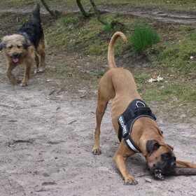 Hondenfoto van liesbeth,Turbo,Luna, Levi en Faith