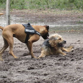 Hondenfoto van liesbeth,Turbo,Luna, Levi en Faith