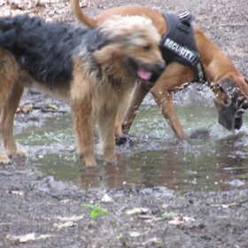 Hondenfoto van liesbeth,Turbo,Luna, Levi en Faith