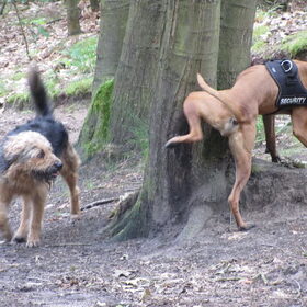 Hondenfoto van liesbeth,Turbo,Luna, Levi en Faith