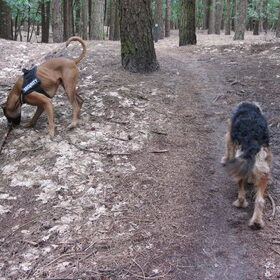 Hondenfoto van liesbeth,Turbo,Luna, Levi en Faith