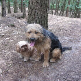Hondenfoto van liesbeth,Turbo,Luna, Levi en Faith
