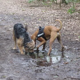 Hondenfoto van liesbeth,Turbo,Luna, Levi en Faith
