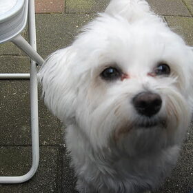 Danja in de tuin
