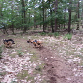 Hondenfoto van liesbeth,Turbo,Luna, Levi en Faith