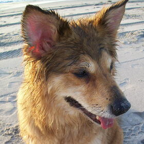 Lieve Kischa je laatste strandwandeling