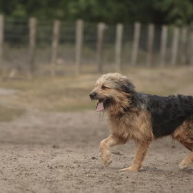 Hondenfoto van liesbeth,Turbo,Luna, Levi en Faith