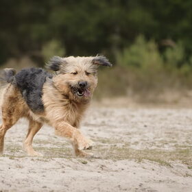 Hondenfoto van liesbeth,Turbo,Luna, Levi en Faith