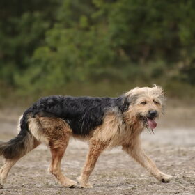 Hondenfoto van liesbeth,Turbo,Luna, Levi en Faith