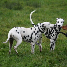 De middelste Dalmatiër kwam er nieuw bij en werd door de hele…
