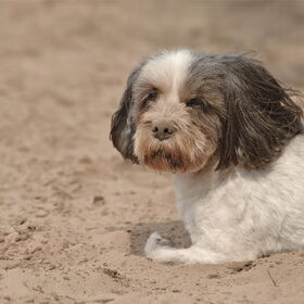 Hondenfoto van liesbeth,Turbo,Luna, Levi en Faith