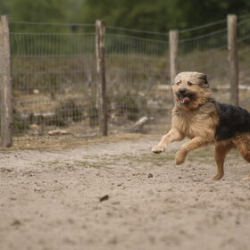 Hondenfoto van liesbeth,Turbo,Luna, Levi en Faith