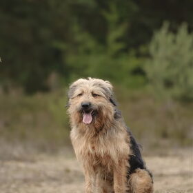 Hondenfoto van liesbeth,Turbo,Luna, Levi en Faith