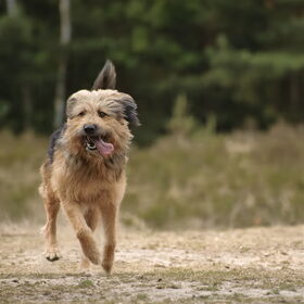 Hondenfoto van liesbeth,Turbo,Luna, Levi en Faith