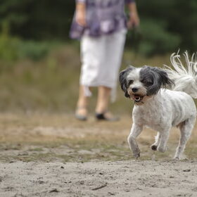 Hondenfoto van liesbeth,Turbo,Luna, Levi en Faith