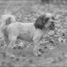 Hondenfoto van liesbeth,Turbo,Luna, Levi en Faith