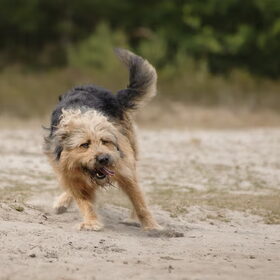 Hondenfoto van liesbeth,Turbo,Luna, Levi en Faith