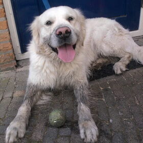 Hondenfoto van Lotte&Guus de Golden*