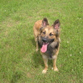 Hondenfoto van Melissa & Rosco