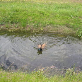 Hondenfoto van Melissa & Rosco