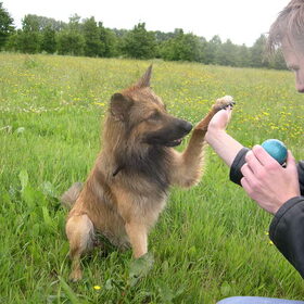 Hondenfoto van Melissa & Rosco