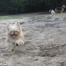 Hondenfoto van liesbeth,Turbo,Luna, Levi en Faith