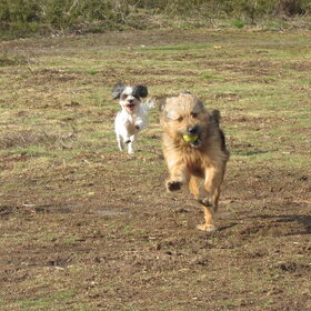 Hondenfoto van liesbeth,Turbo,Luna, Levi en Faith
